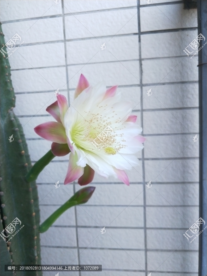 昙花