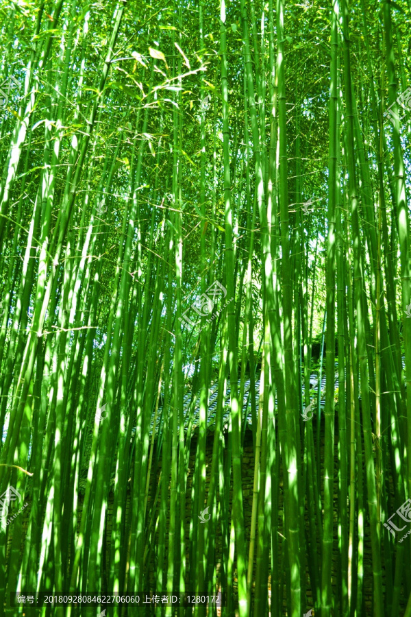 竹林小路