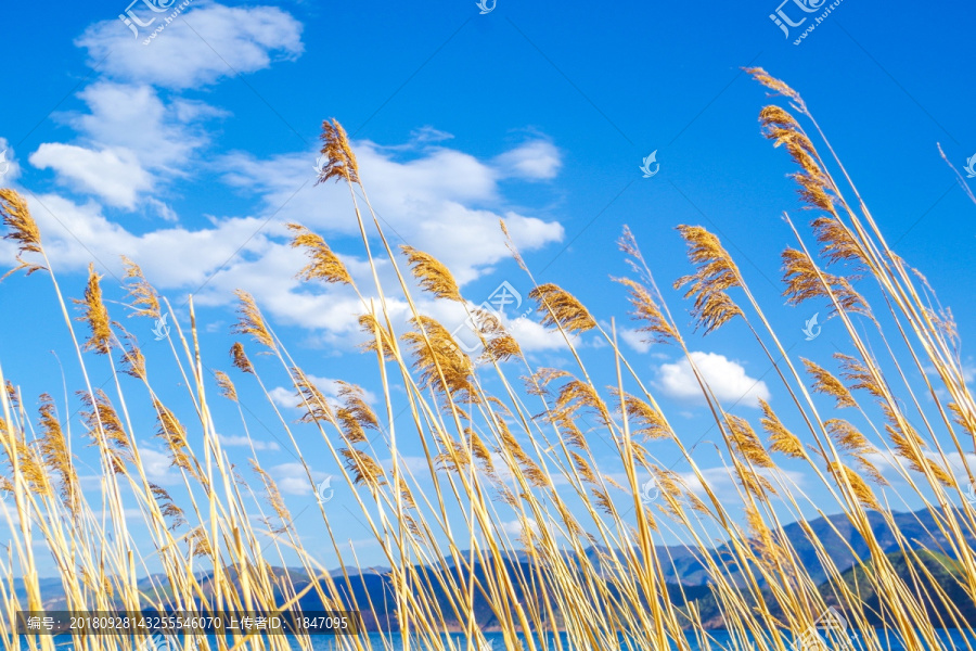 泸沽湖的芦苇与蓝天