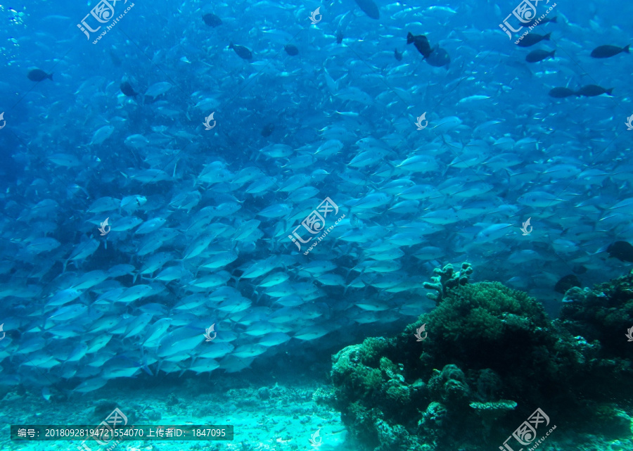 水族馆深海鱼群