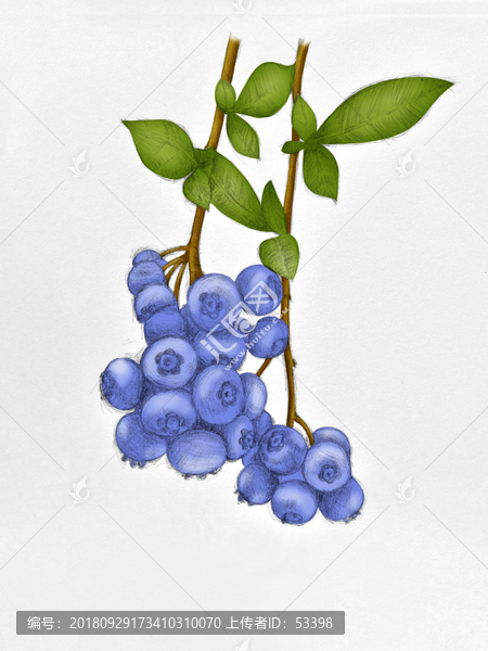手绘蓝莓分层