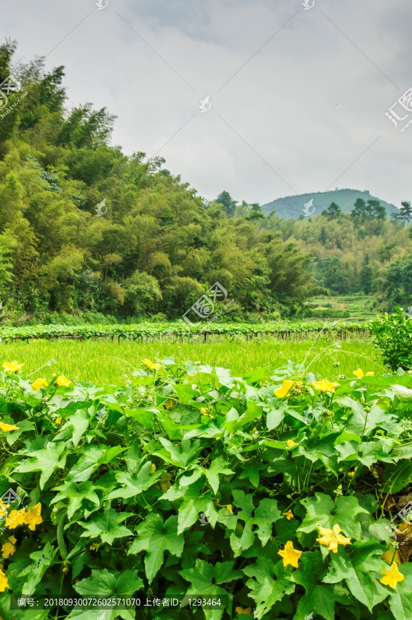 山林风光