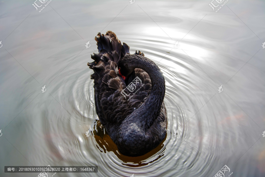 一只水上梳理羽毛的黑天鹅