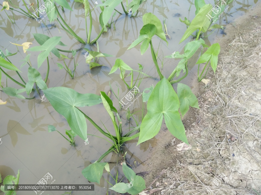 水生植物