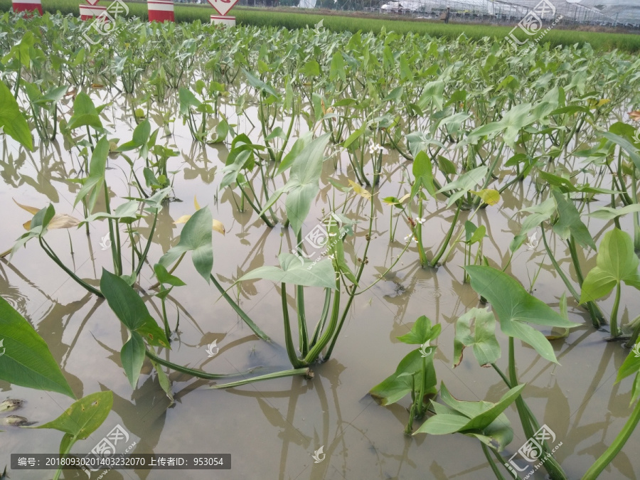 水生植物