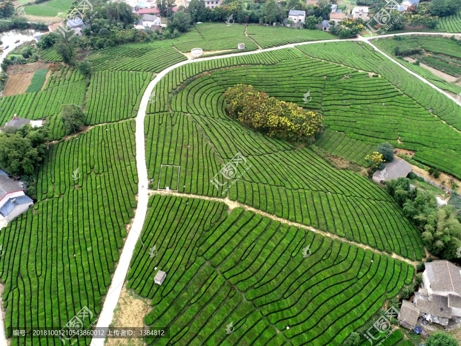 茶山茶园