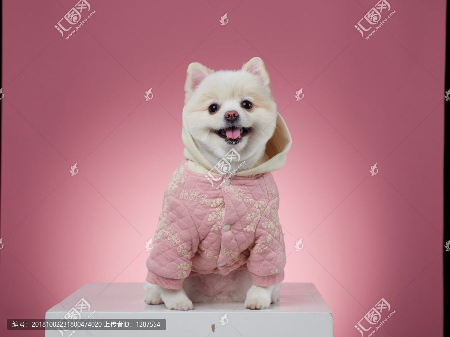 白色博美犬