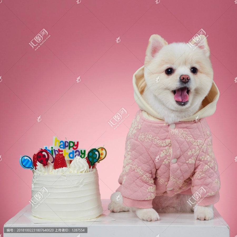 白色博美犬