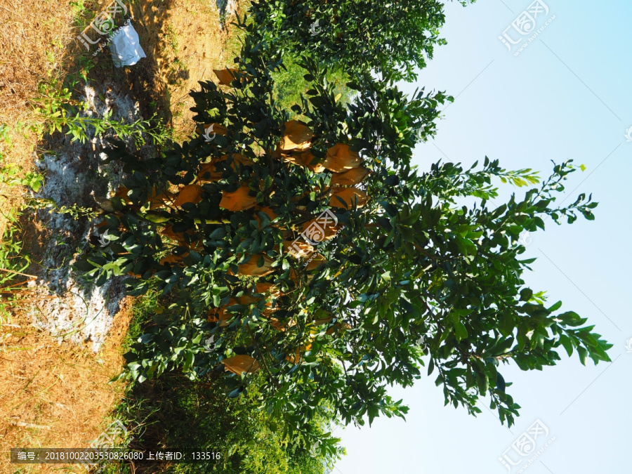 沙田柚树