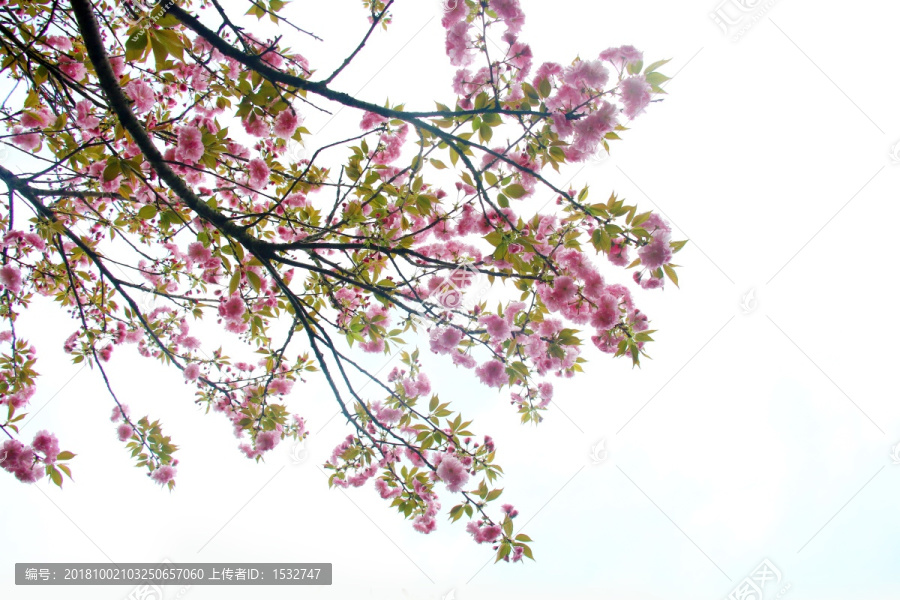 粉红樱花高清摄影图