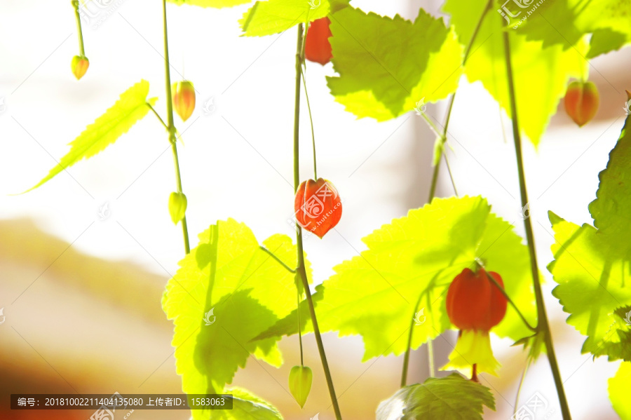 阳光小花