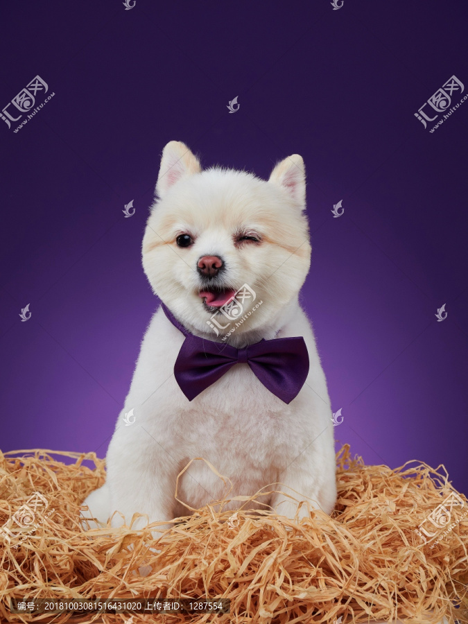 白色博美犬