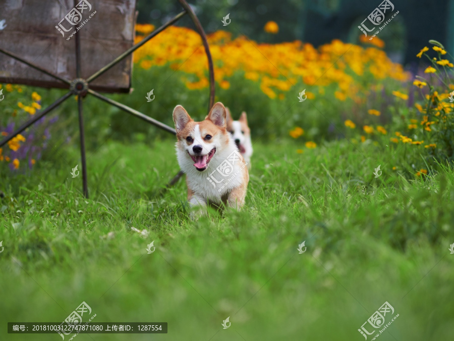 彭布罗克威尔士柯基犬