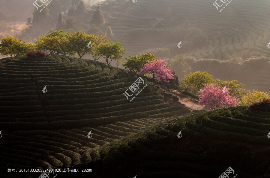 茶生产基地