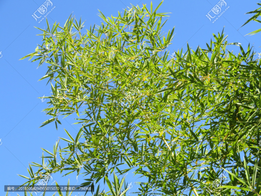 竹枝