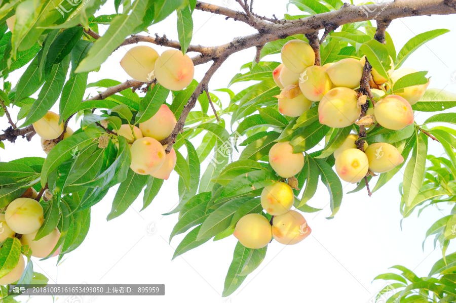 桃子满枝