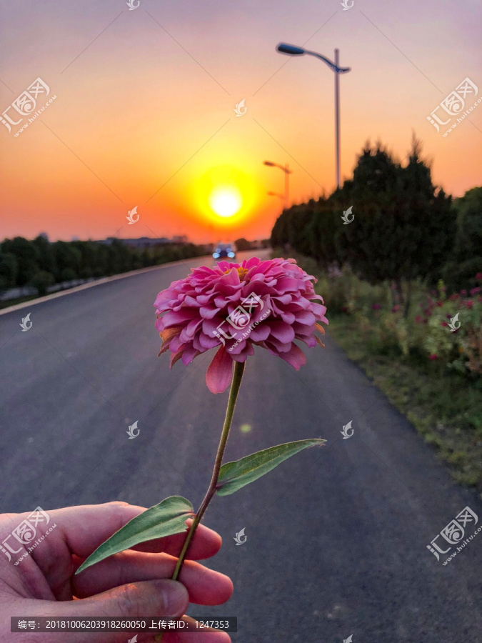 菊花