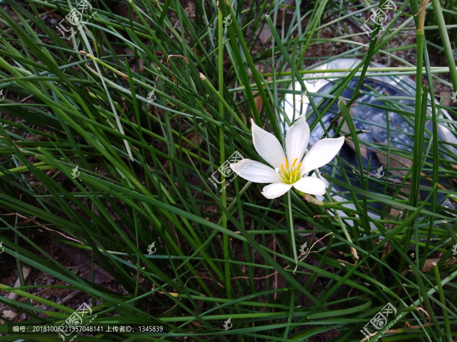 葱兰,小花葱,小葱,花朵