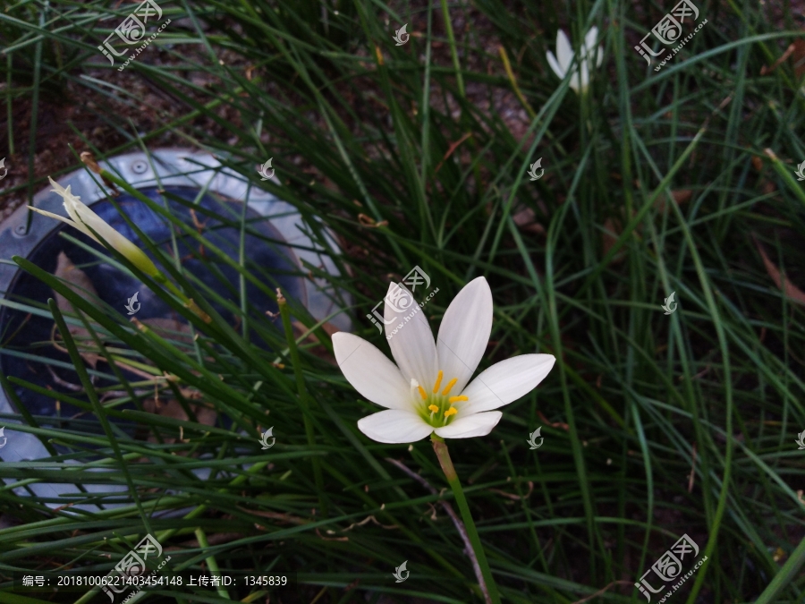 葱兰,小花葱,小葱,花朵