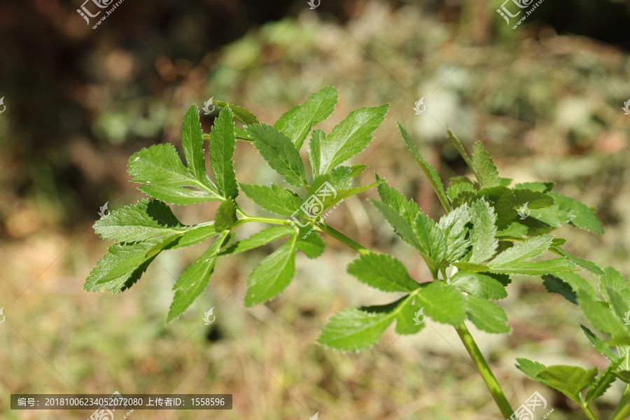 白芷植株