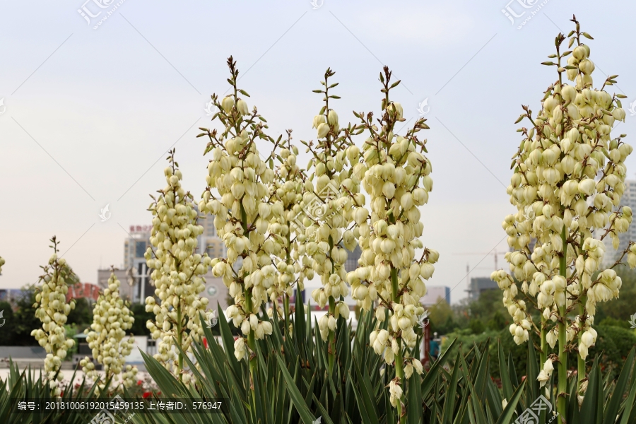 剑麻花