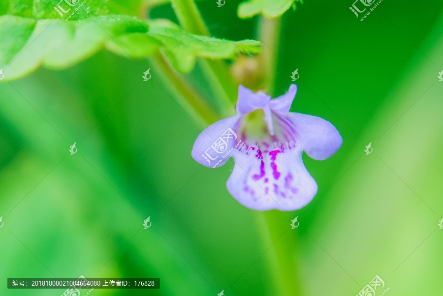 一朵紫花