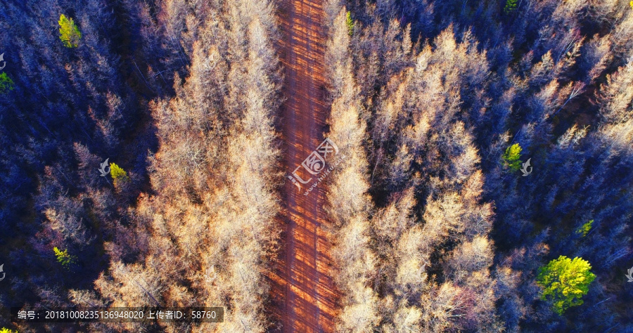 晚秋树林山路风景