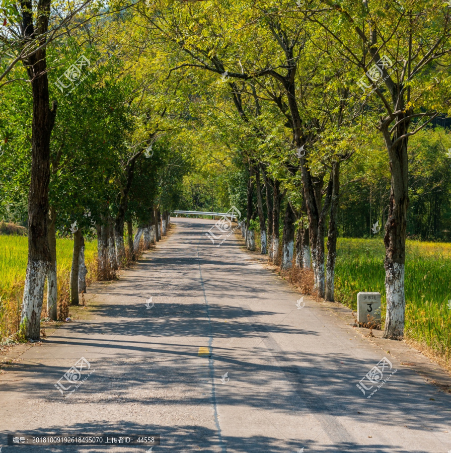 一排树木的道路