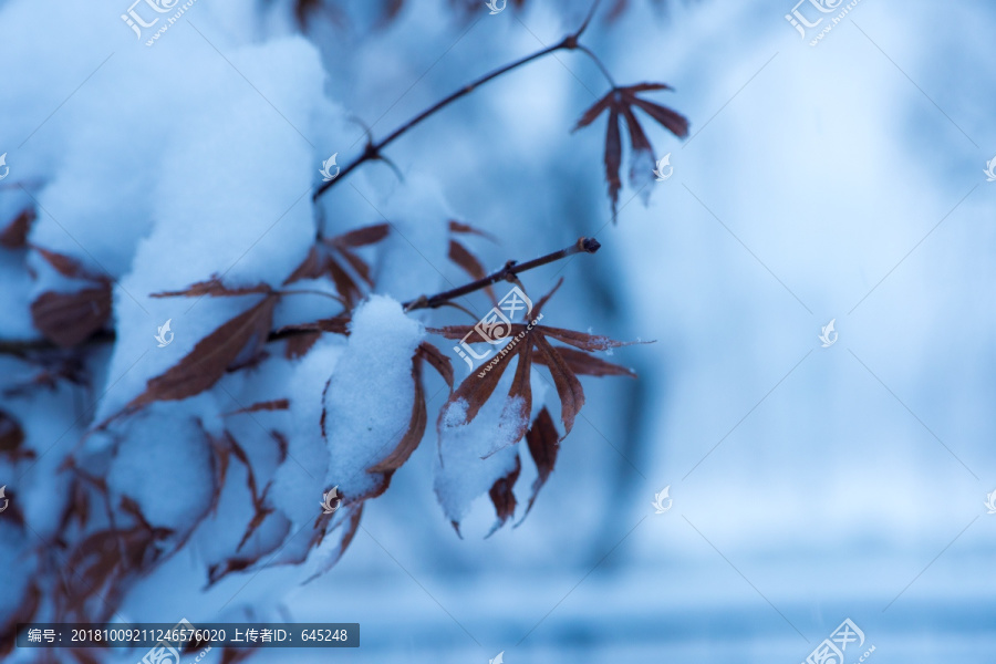 雪中枫叶