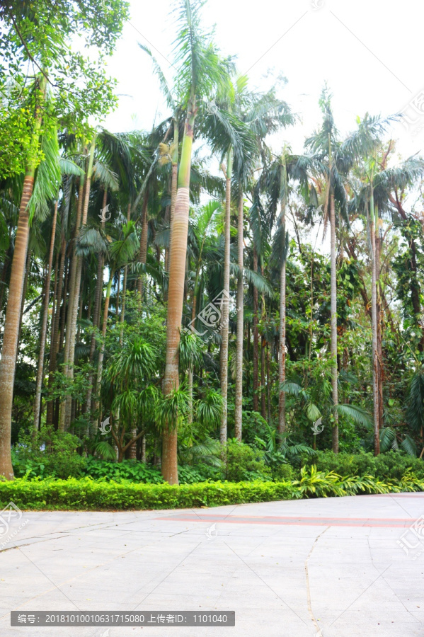 热带棕榈树树林场景