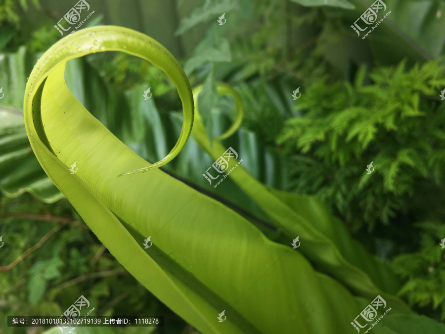 热带植物