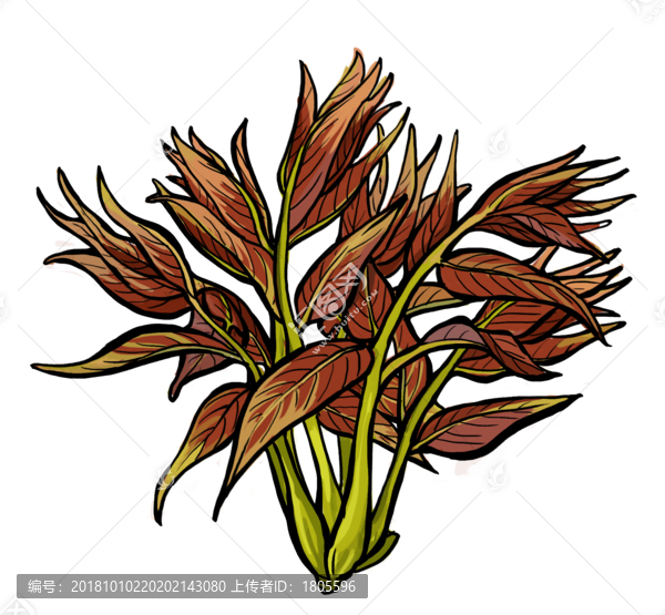 香椿芽插畫