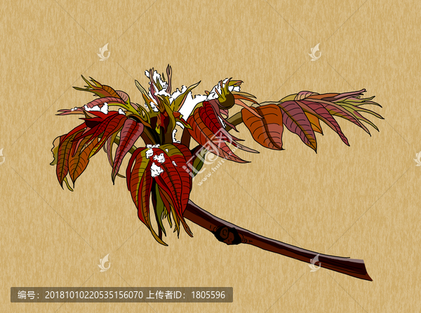 香椿芽插畫