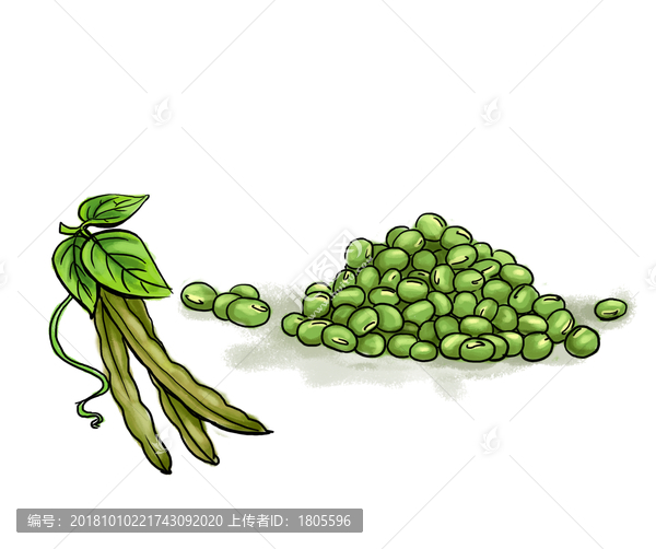 绿豆插画