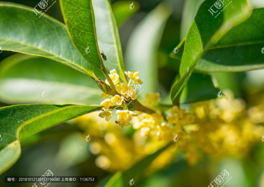 桂花树