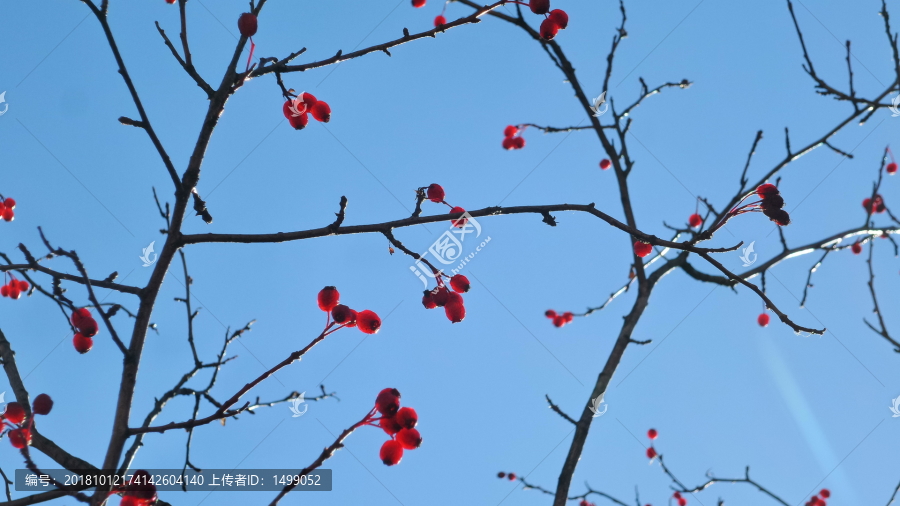 成熟的野苹果