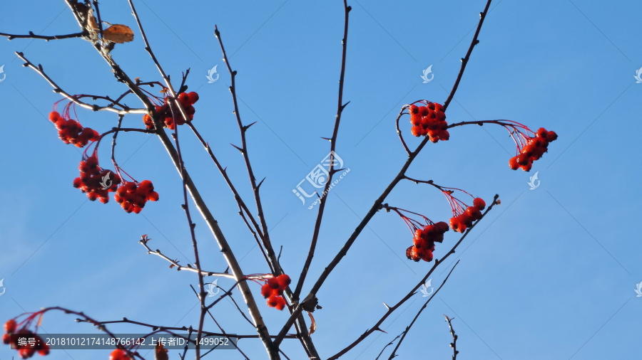 成熟的野苹果