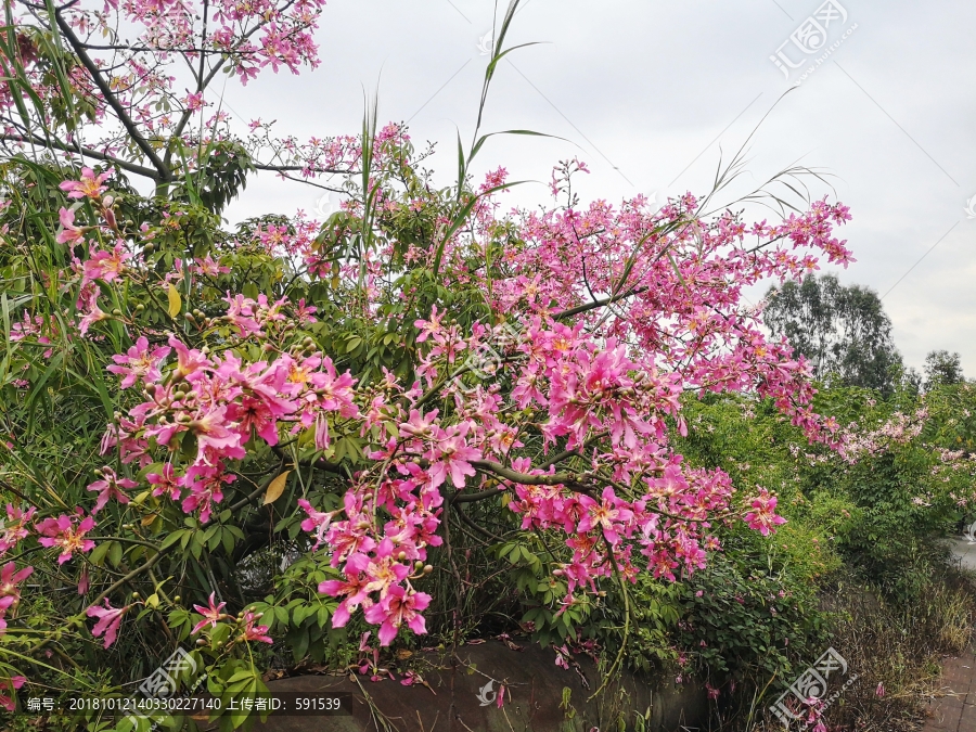 紫荆花