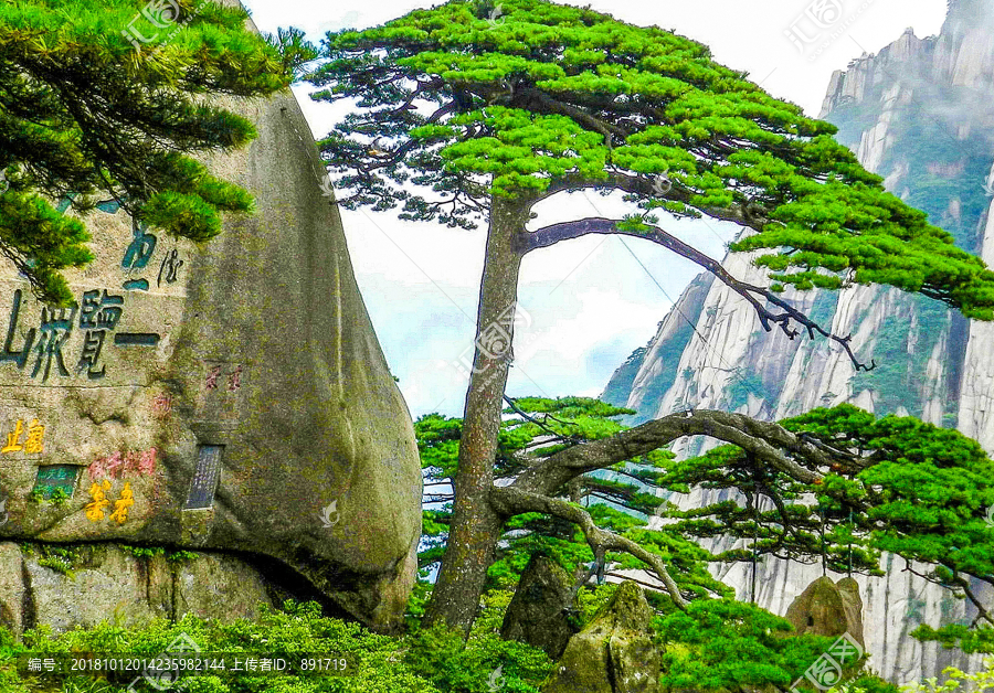 黄山迎客松素材