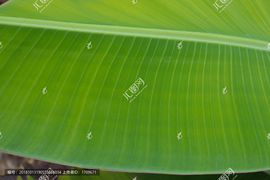 芭蕉叶香蕉叶树叶叶脉纹理背景