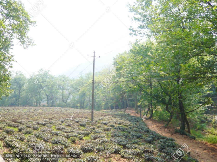 杭州龙井村