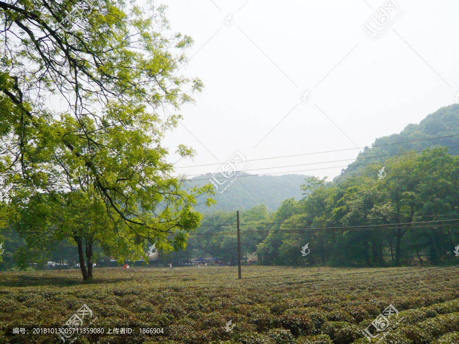 杭州龙井村