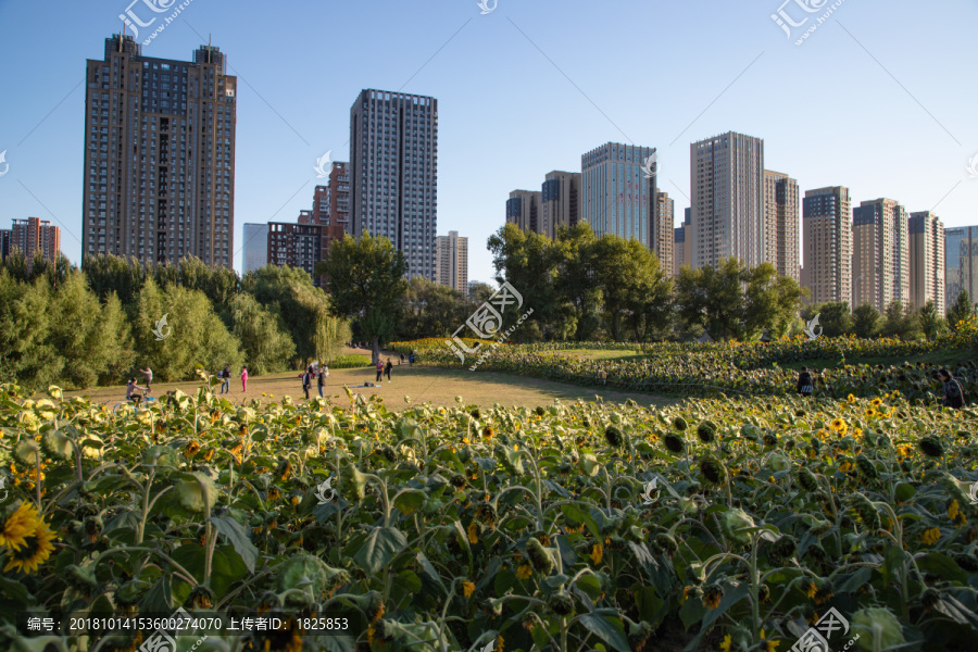 沈阳长白岛葵花园