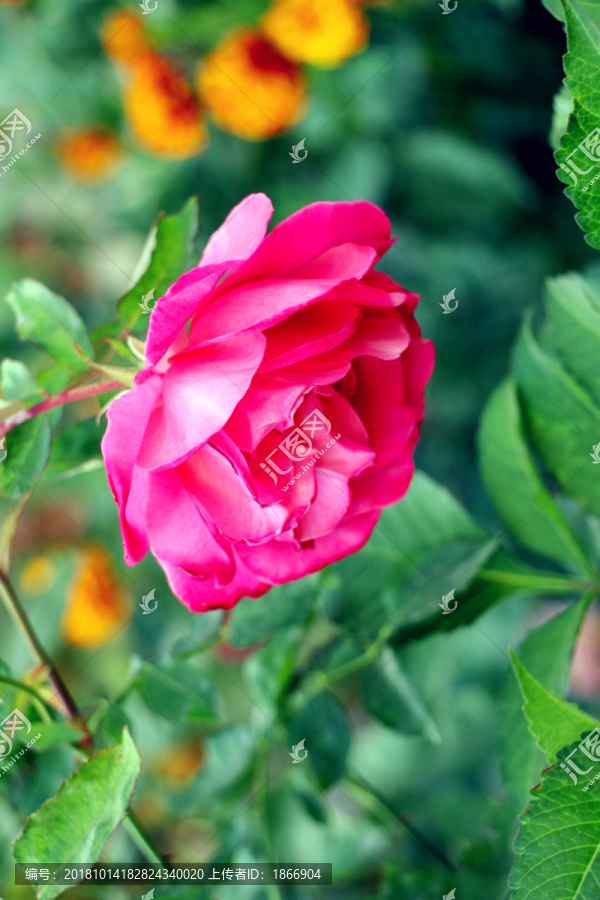 花中皇后月季花