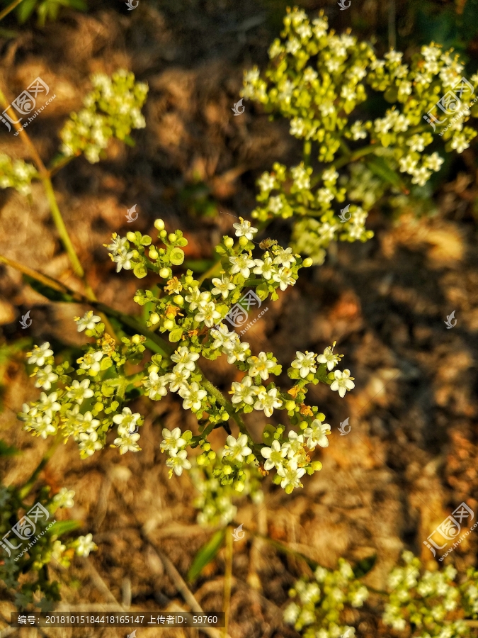 败酱草花