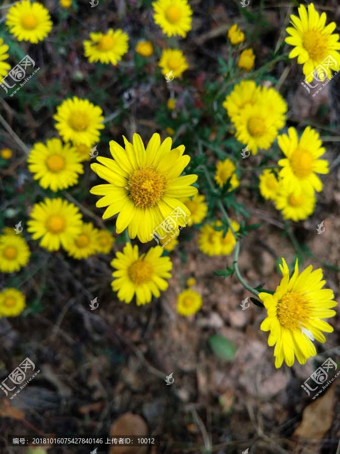 野菊花