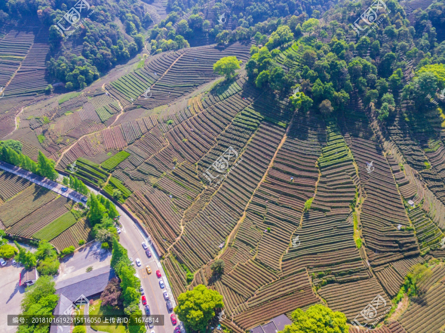 茶山