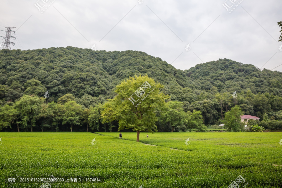 杭州西湖龙井茶园