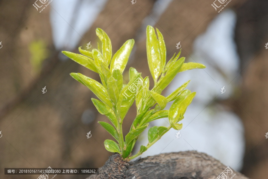 枣芽