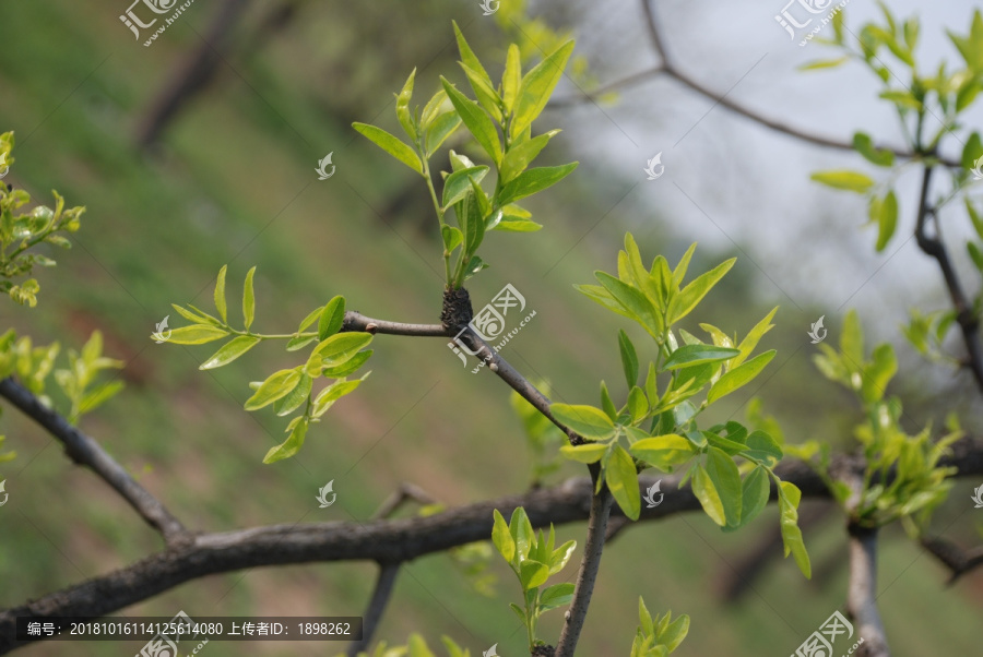 枣芽